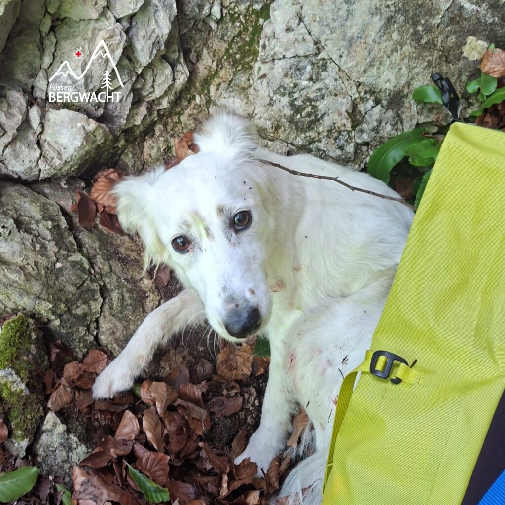 20250606_Berzenkopf_Hund_6