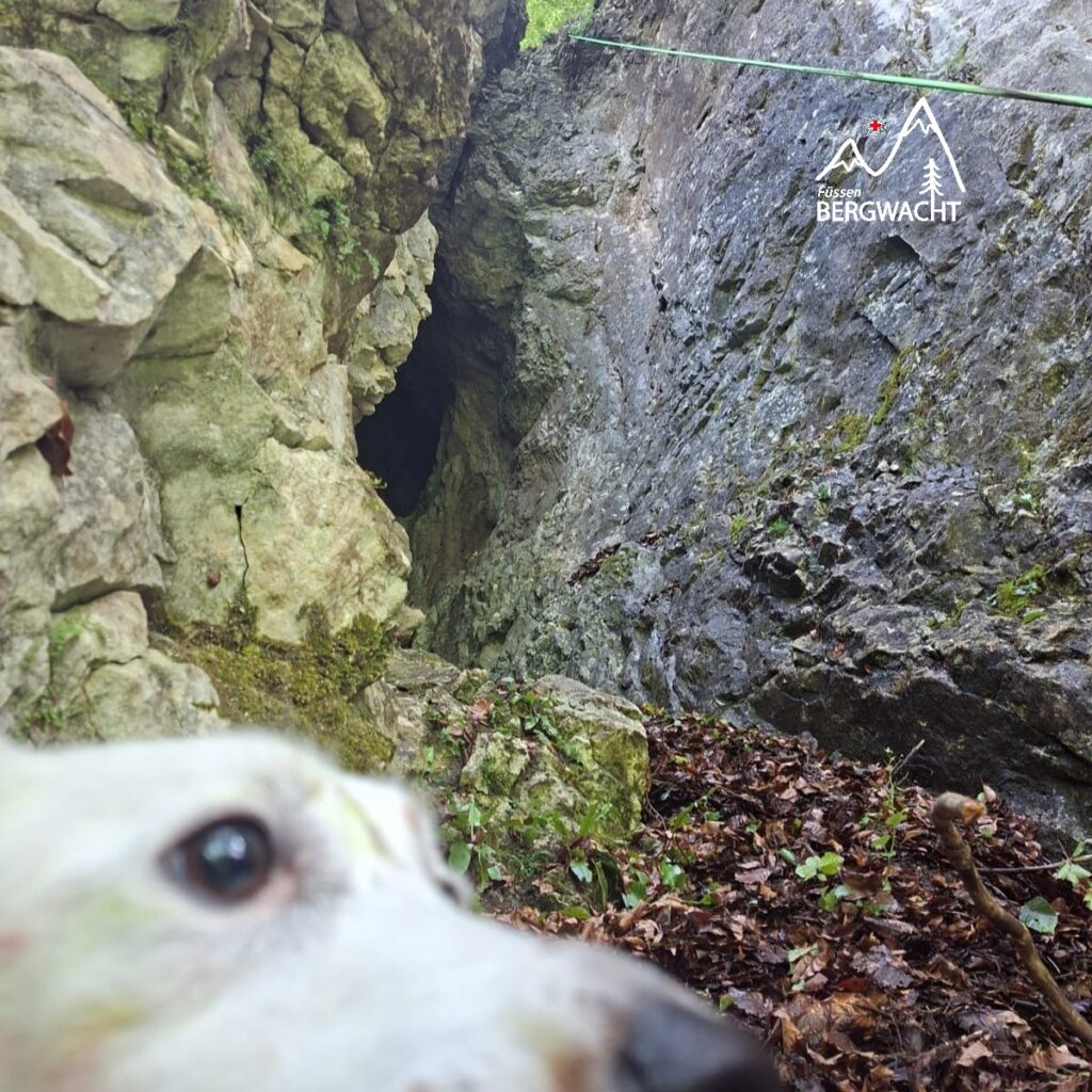 20250606_Berzenkopf_Hund_7